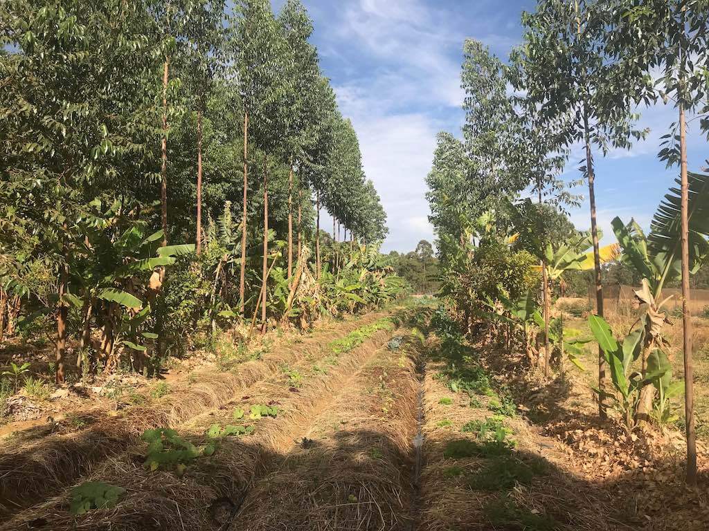 Aprendendo com a Agrofloresta na Fazenda Bella
